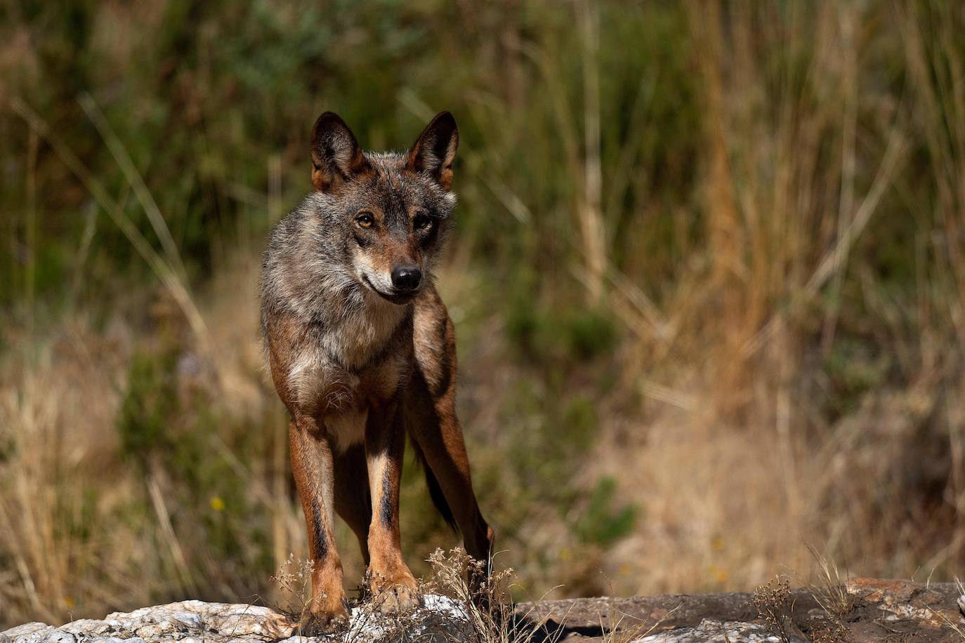 Hay un lugar en plena Sierra de la Culebra (Zamora) dedicado única y exclusivamente al estudio del lobo ibérico. Se trata de un centro ubicado muy cerca de Puebla de Sanabria que está abierto al público y cada vez recibe más visitantes curiosos que quieren conocer y ver de cerca a esta especie, cuya caza se prevé que se prohíba en España en las próximas semanas. 