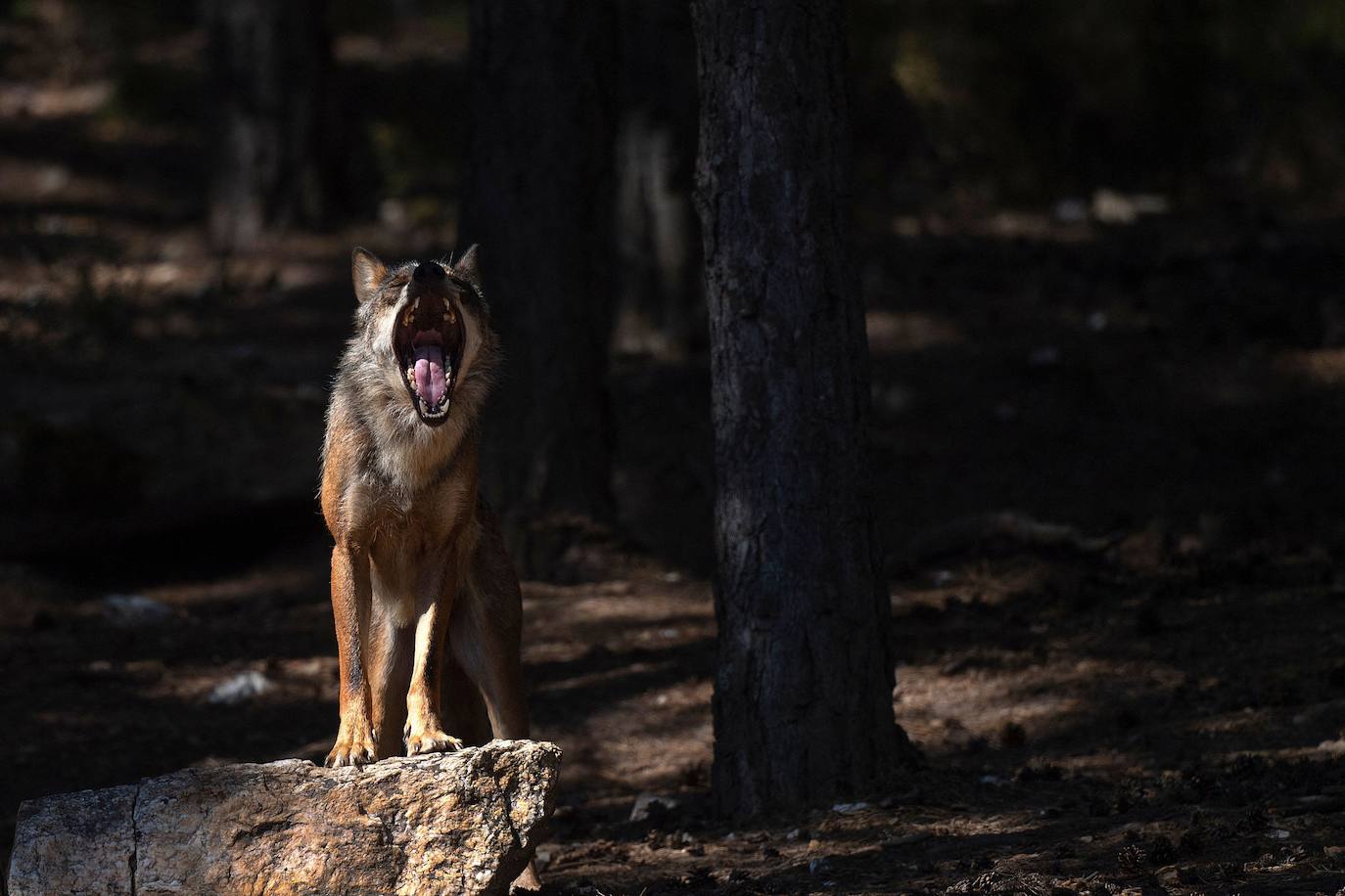 Hay un lugar en plena Sierra de la Culebra (Zamora) dedicado única y exclusivamente al estudio del lobo ibérico. Se trata de un centro ubicado muy cerca de Puebla de Sanabria que está abierto al público y cada vez recibe más visitantes curiosos que quieren conocer y ver de cerca a esta especie, cuya caza se prevé que se prohíba en España en las próximas semanas. 