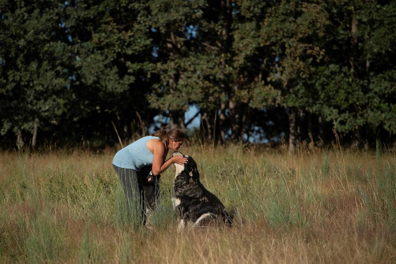 Hay un lugar en plena Sierra de la Culebra (Zamora) dedicado única y exclusivamente al estudio del lobo ibérico. Se trata de un centro ubicado muy cerca de Puebla de Sanabria que está abierto al público y cada vez recibe más visitantes curiosos que quieren conocer y ver de cerca a esta especie, cuya caza se prevé que se prohíba en España en las próximas semanas. 