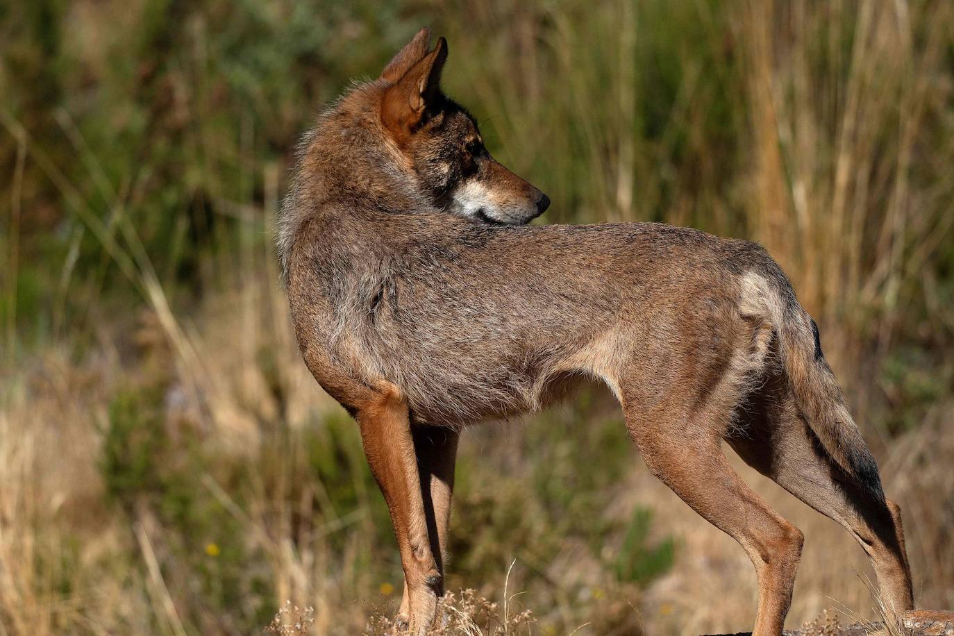 Hay un lugar en plena Sierra de la Culebra (Zamora) dedicado única y exclusivamente al estudio del lobo ibérico. Se trata de un centro ubicado muy cerca de Puebla de Sanabria que está abierto al público y cada vez recibe más visitantes curiosos que quieren conocer y ver de cerca a esta especie, cuya caza se prevé que se prohíba en España en las próximas semanas. 