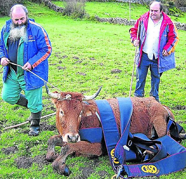 Animales. La vaca 'Mariposa', que fue rescatada del fondo deun barranco en 2008. nel acebal