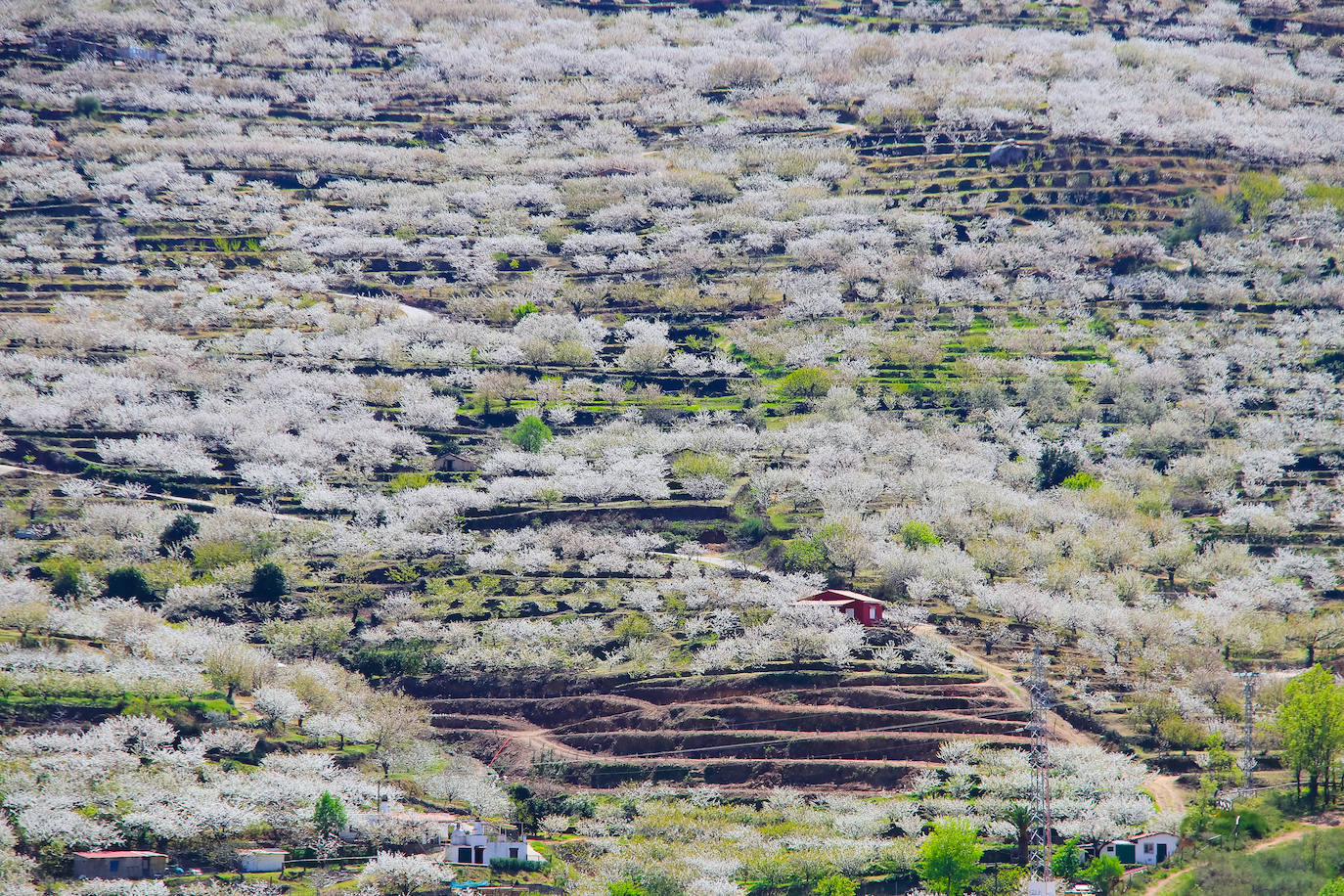 8. Valle del Jerte, Extremadura.