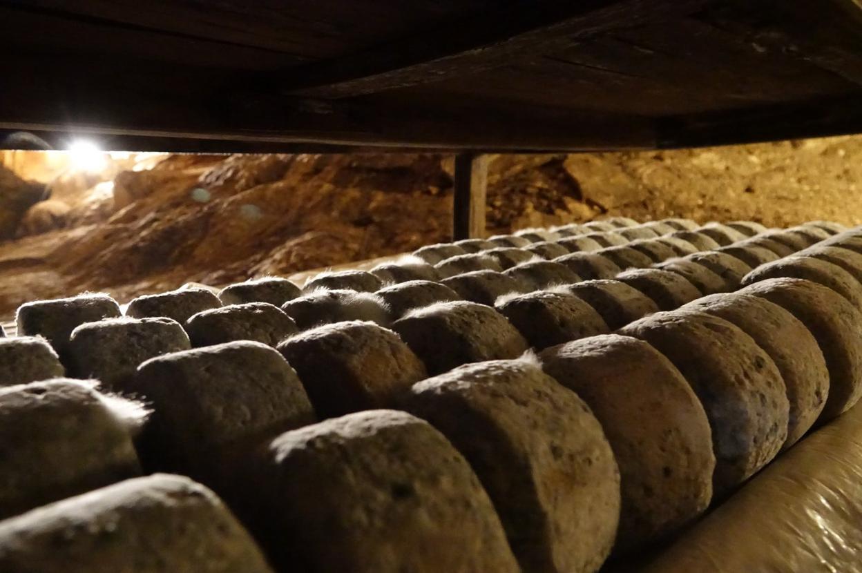 Quesos de Gamonéu, en una cueva de maduración del concejo de Onís. 