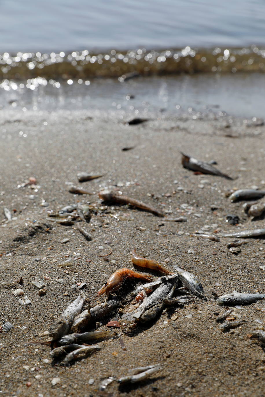 Los episodios de muertes masivas de peces delatan la degradación ecológica de la laguna murciana. Agentes del Seprona de la Guardia Civil han tomado muestras en varios puntos del Mar Menor donde han aparecido ejemplares de peces muertos desde el pasado lunes. El Gobierno regional, por su parte,mantiene un protocolo de vigilancia de agentes medioambientales en la zona sur de la laguna y realizan un control «permanente» en la zona