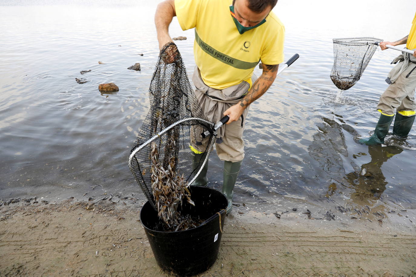 Los episodios de muertes masivas de peces delatan la degradación ecológica de la laguna murciana. Agentes del Seprona de la Guardia Civil han tomado muestras en varios puntos del Mar Menor donde han aparecido ejemplares de peces muertos desde el pasado lunes. El Gobierno regional, por su parte,mantiene un protocolo de vigilancia de agentes medioambientales en la zona sur de la laguna y realizan un control «permanente» en la zona