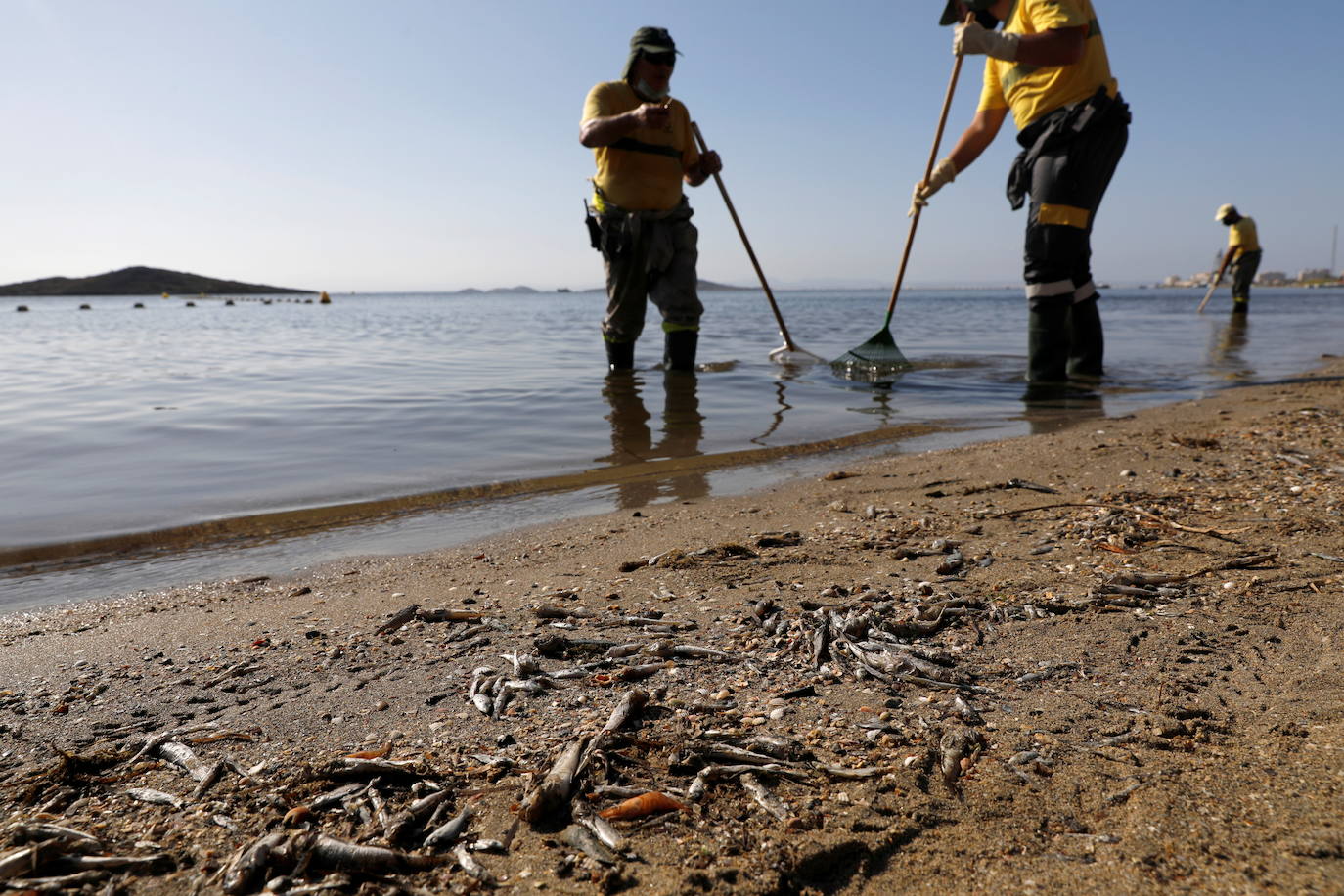 Los episodios de muertes masivas de peces delatan la degradación ecológica de la laguna murciana. Agentes del Seprona de la Guardia Civil han tomado muestras en varios puntos del Mar Menor donde han aparecido ejemplares de peces muertos desde el pasado lunes. El Gobierno regional, por su parte,mantiene un protocolo de vigilancia de agentes medioambientales en la zona sur de la laguna y realizan un control «permanente» en la zona