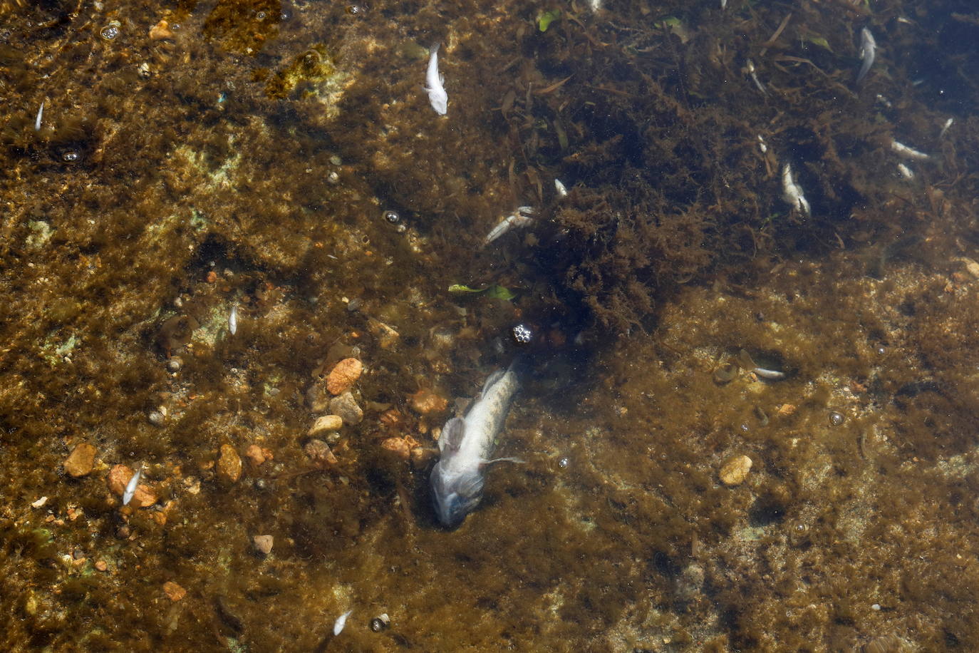 Los episodios de muertes masivas de peces delatan la degradación ecológica de la laguna murciana. Agentes del Seprona de la Guardia Civil han tomado muestras en varios puntos del Mar Menor donde han aparecido ejemplares de peces muertos desde el pasado lunes. El Gobierno regional, por su parte,mantiene un protocolo de vigilancia de agentes medioambientales en la zona sur de la laguna y realizan un control «permanente» en la zona