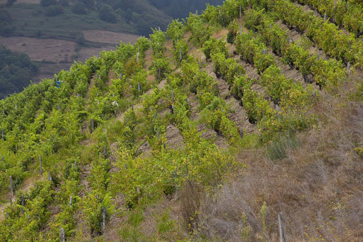 Viñedos de la Bodega Vitheras, ubicada en Cangas del Narcea, con más de 400 años de tradición. 