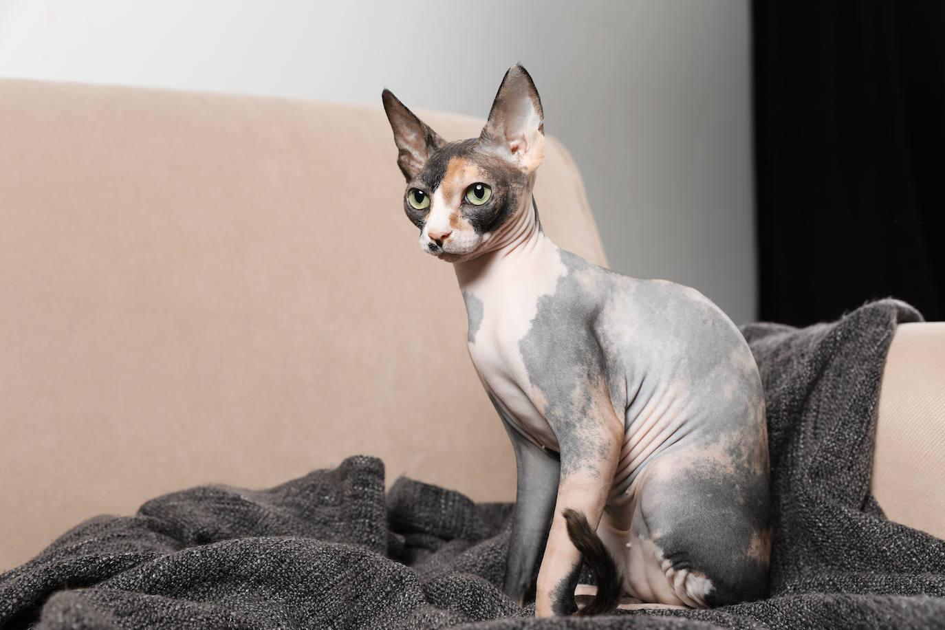 3. Sphynx