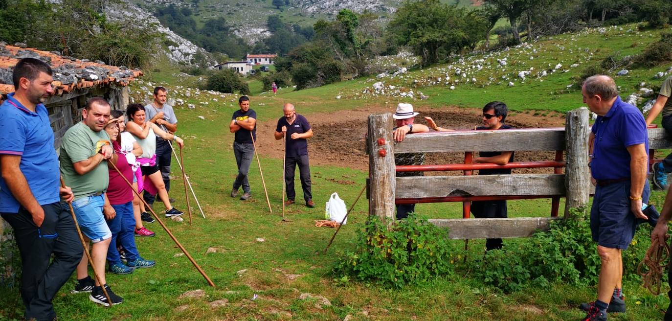 Siete nuevas potras de asturcón han sido introducidas en El Sueve para garantizar la continuidad de la raza. Los ejemplares pastarán en semilibertad. 