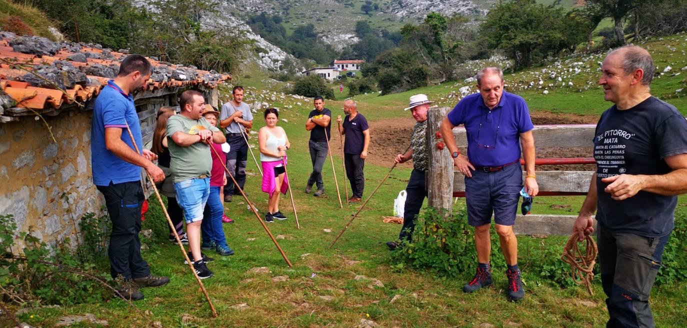 Siete nuevas potras de asturcón han sido introducidas en El Sueve para garantizar la continuidad de la raza. Los ejemplares pastarán en semilibertad. 