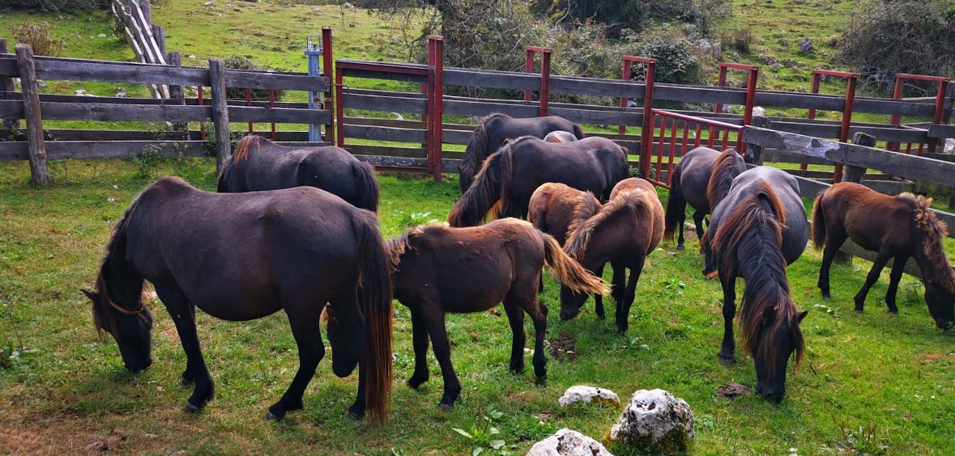 Siete nuevas potras de asturcón han sido introducidas en El Sueve para garantizar la continuidad de la raza. Los ejemplares pastarán en semilibertad. 