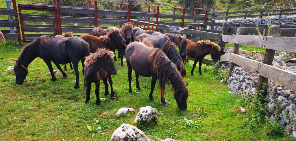 Siete nuevas potras de asturcón han sido introducidas en El Sueve para garantizar la continuidad de la raza. Los ejemplares pastarán en semilibertad. 