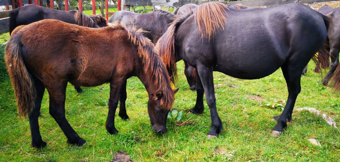 Siete nuevas potras de asturcón han sido introducidas en El Sueve para garantizar la continuidad de la raza. Los ejemplares pastarán en semilibertad. 