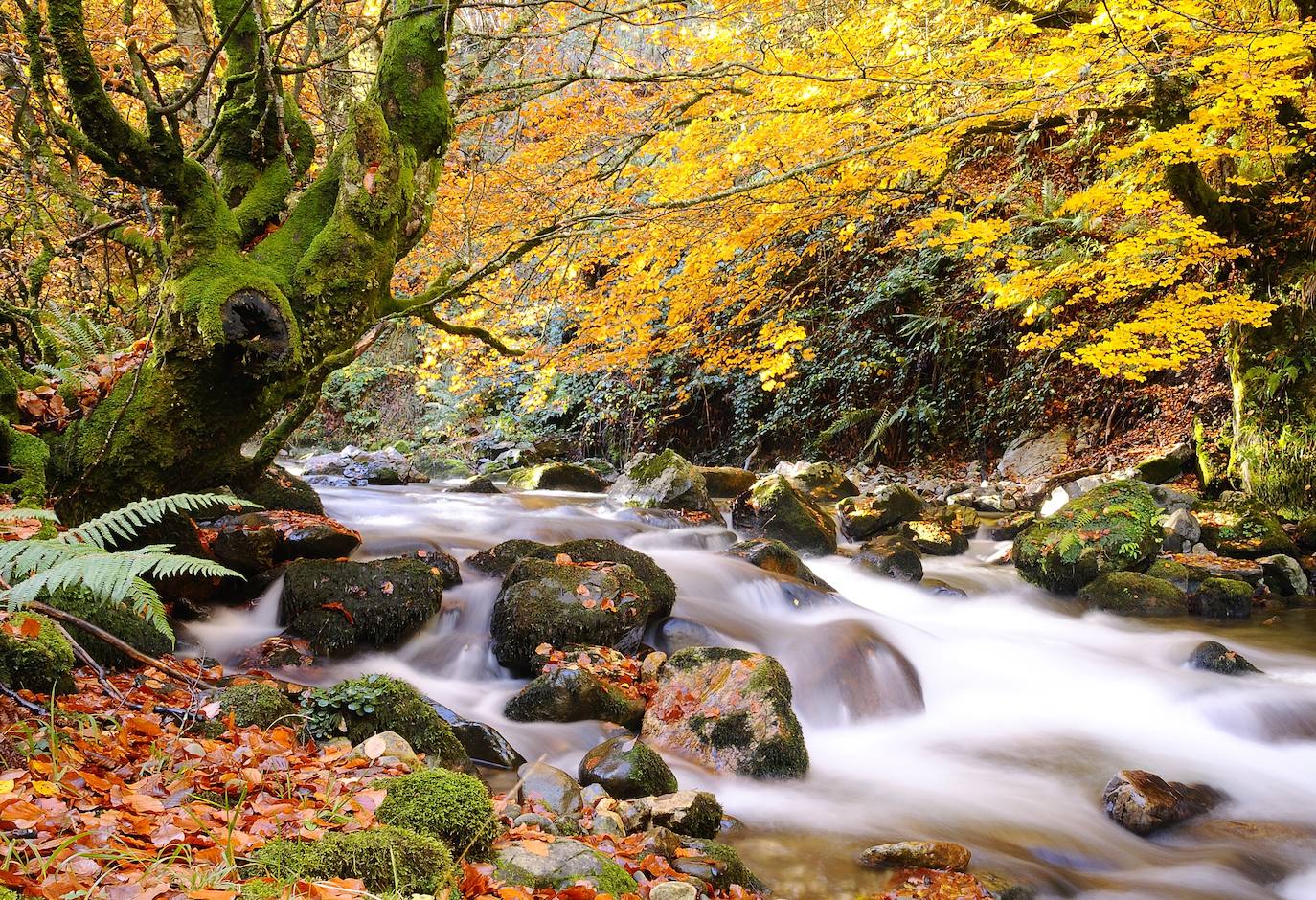 El Parque Natural de Redes cumple veinte años como Reserva de la Biosfera de la Unesco. Este título reconoce hecho de conciliar la conservación del patrimonio natural y cultural con el desarrollo sostenible de la población. 