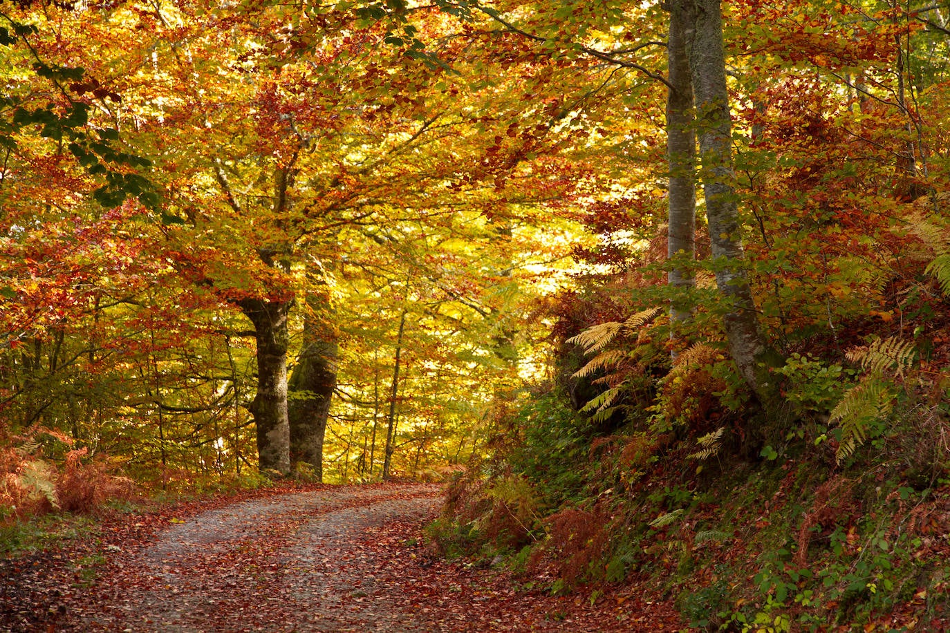 El Parque Natural de Redes cumple veinte años como Reserva de la Biosfera de la Unesco. Este título reconoce hecho de conciliar la conservación del patrimonio natural y cultural con el desarrollo sostenible de la población. 