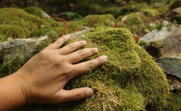 Baños de Bosque, la opción más relajante para conectar con la naturaleza