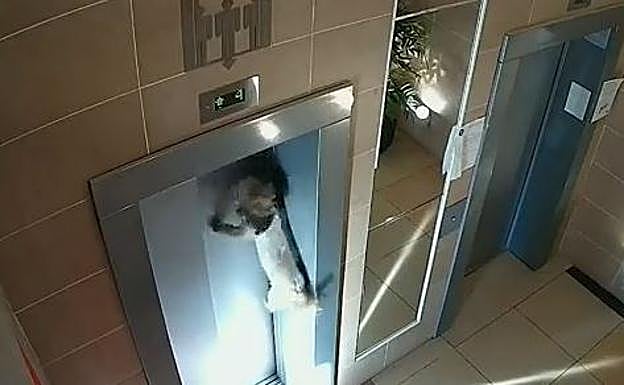 Un perro se queda colgando de la correa en un ascensor en Moscú.
