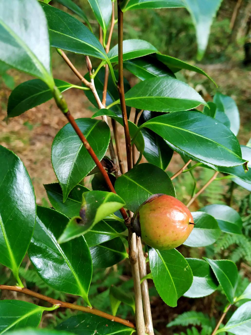 Camelia japónica de cuyo fruto se extrae un preciado aceite empleado en cosmética.