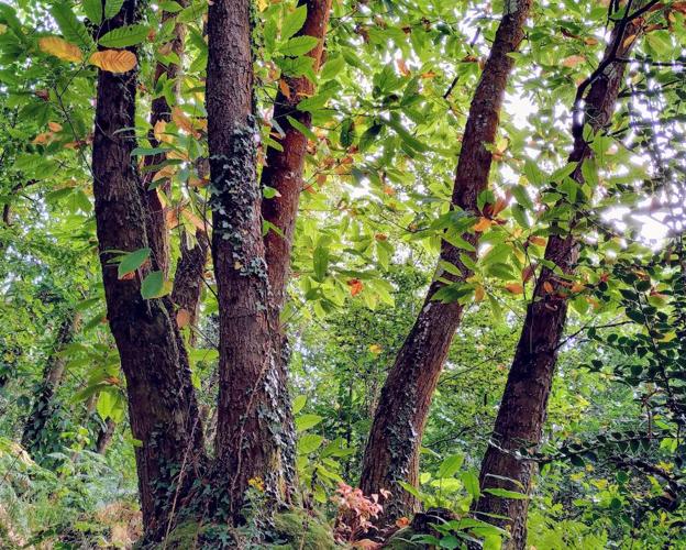 Castaño autóctono natural y original sobre un pie de hace 400 años.