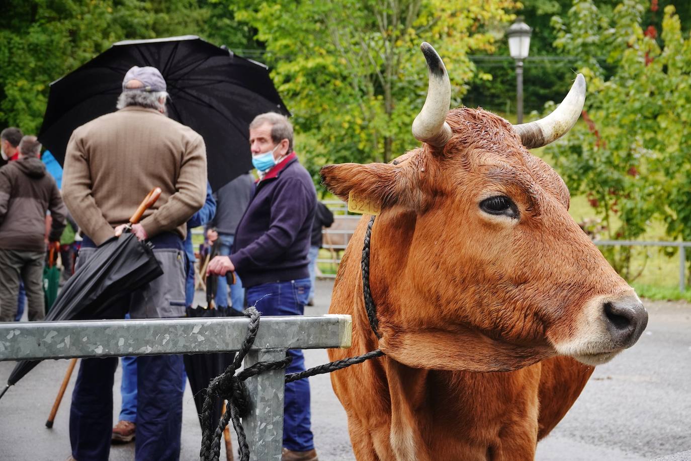 La Feria ganadera, en Benia de Onís, se ha celebrado este martes, 21 de septiembre. Los protagonistas han sido el escaso ganado y las fuertes lluvias que provocaron escasez de ventas. 