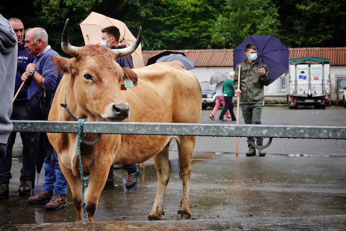 La Feria ganadera, en Benia de Onís, se ha celebrado este martes, 21 de septiembre. Los protagonistas han sido el escaso ganado y las fuertes lluvias que provocaron escasez de ventas. 