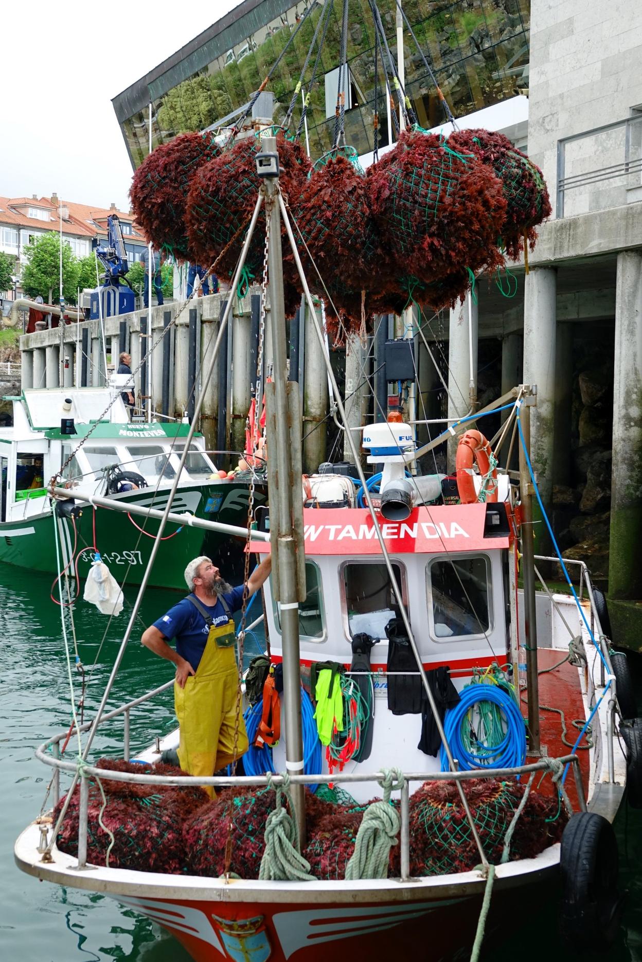 Embarcación descargando ocle en Llanes en el inicio de campaña. 