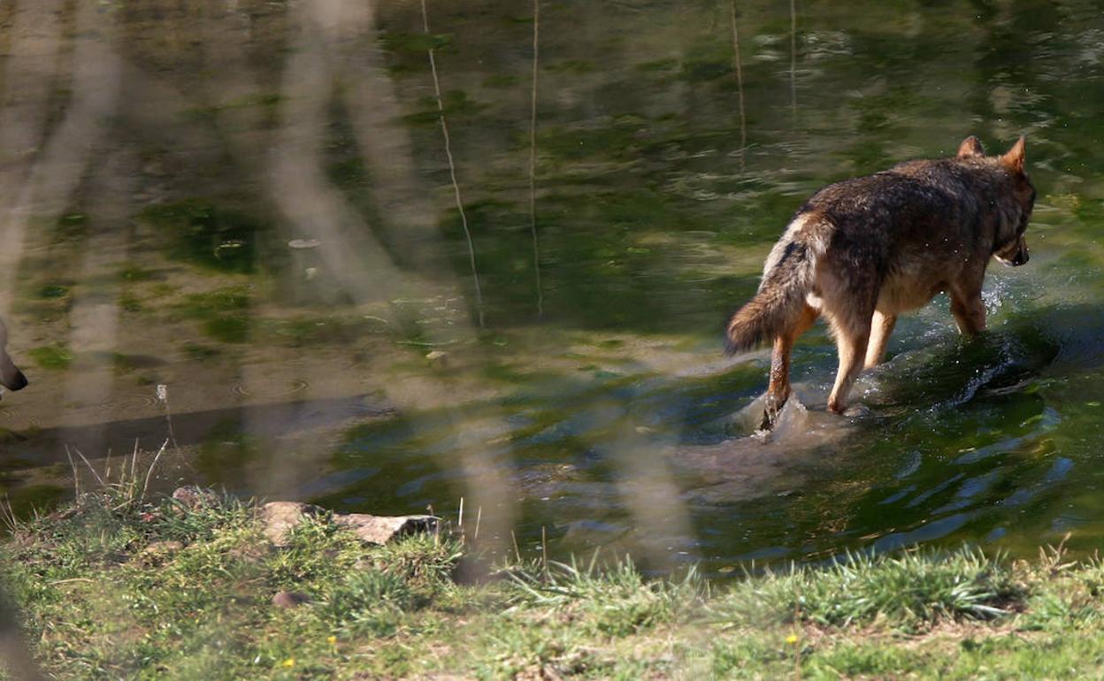 Prohibida la caza del lobo en España