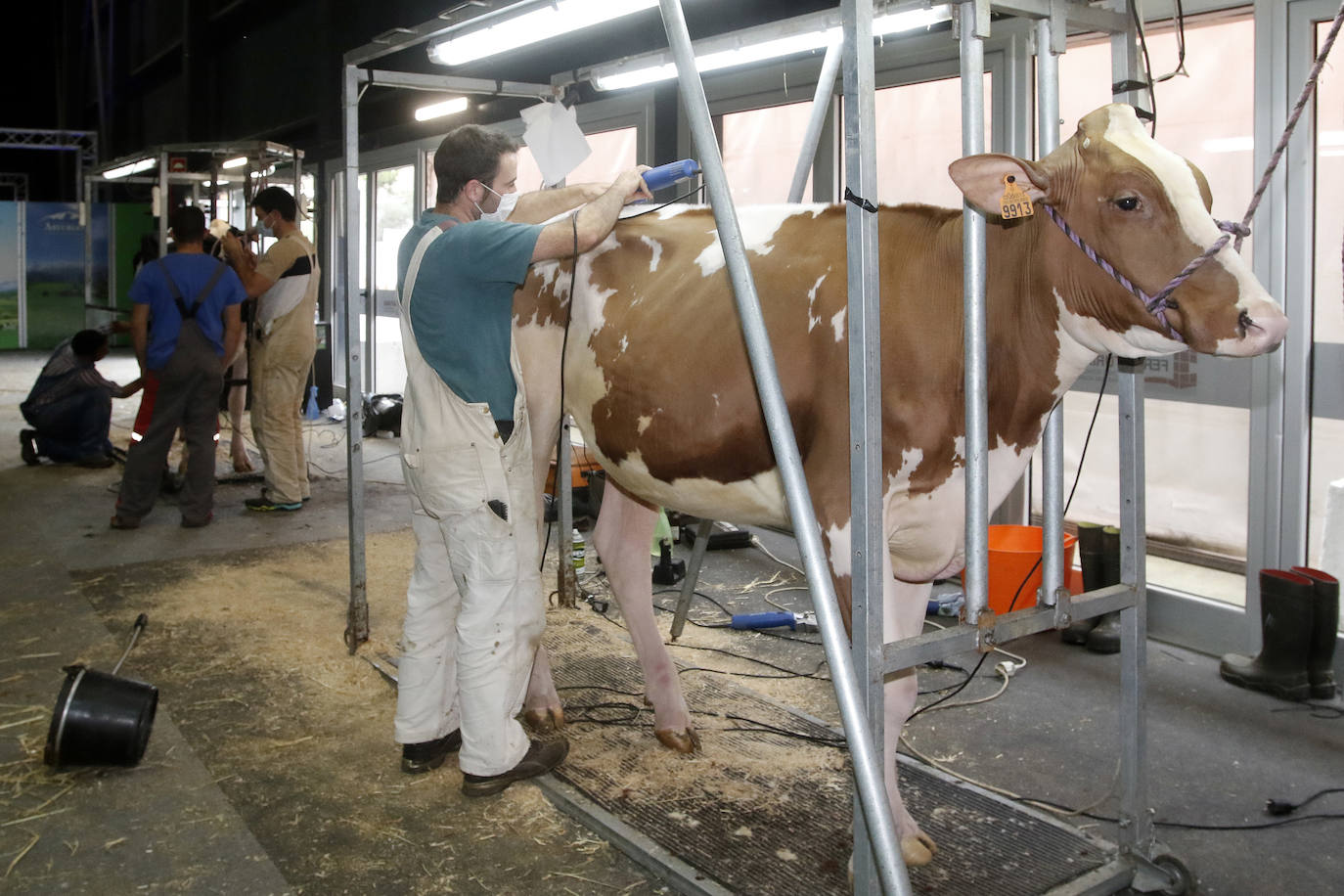 La feria comienza este viernes con un certamen de Alimentos del Paraíso y premios al mejor rebaño nacional de terneras.