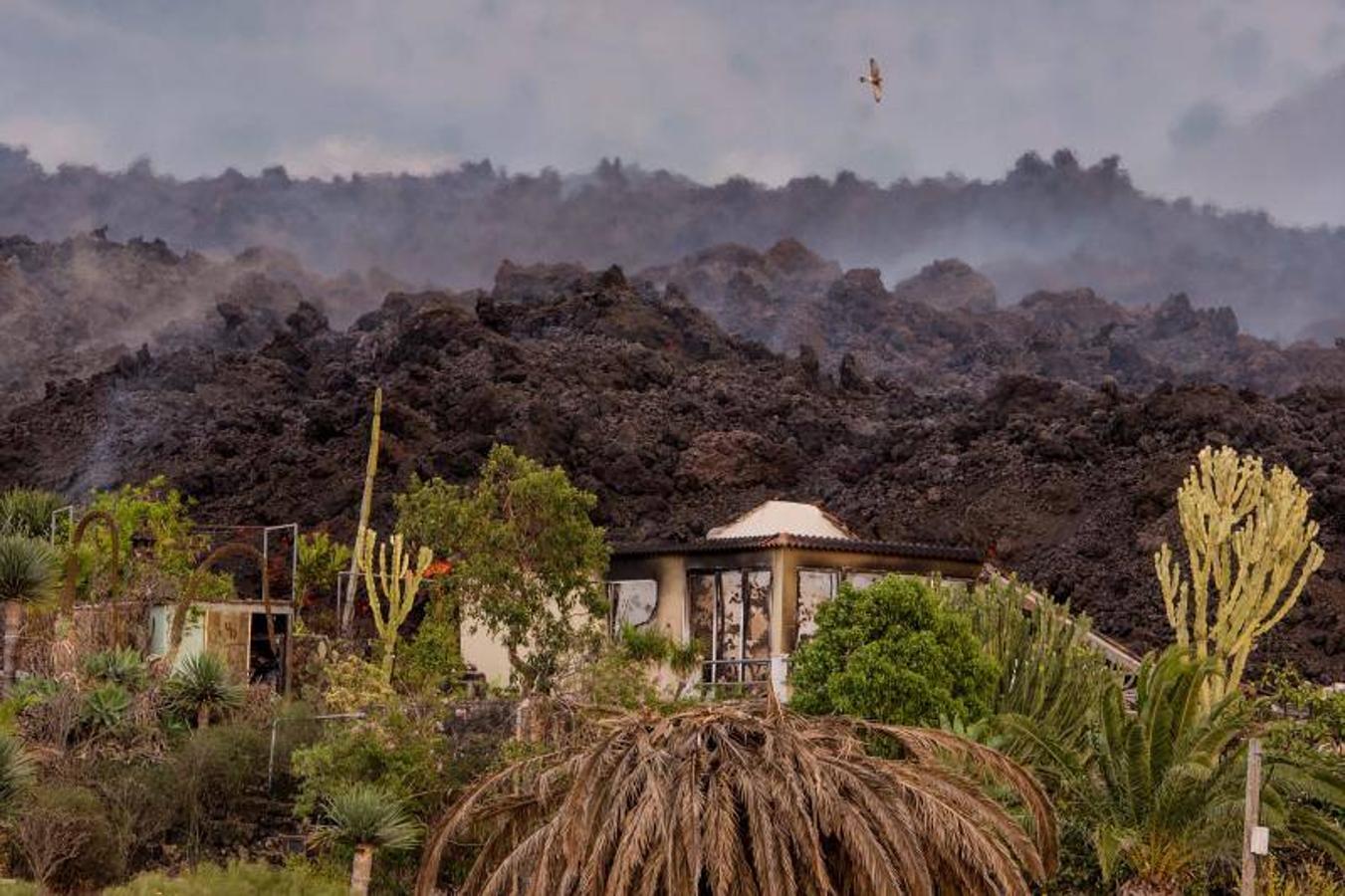 La lengua de lava del volcán de Cumbre Vieja, que entró en erupción el pasado domingo en La Palma, ha arrasado más de 166 hectáreas y centenares edificaciones. Aún sigue en fase explosiva y sus cenizas ya han llegado a la isla de La Gomera. La columna de gases de la erupción ya alcanza una altura de seis kilómetros sobre el nivel del mar. 