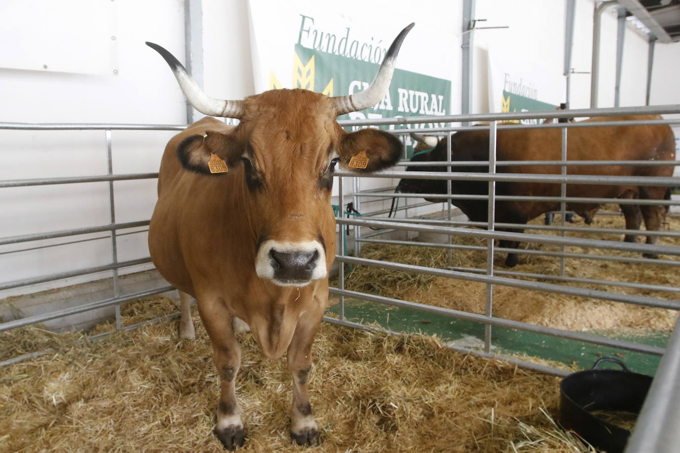 Estas son las mejores imágenes de la jornada de hoy en Agropec.