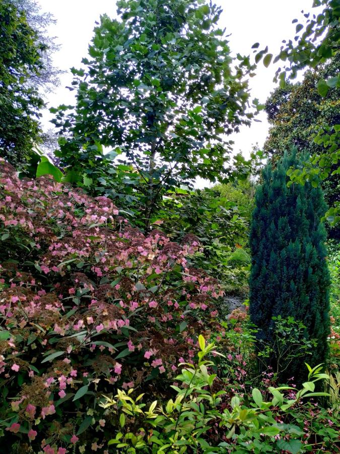 Hydrangea áspera villosa a la izquierda, con esa característica hoja púrpura de cuatro puntas redondas, y a la derecha un juniperus scopulorum. 