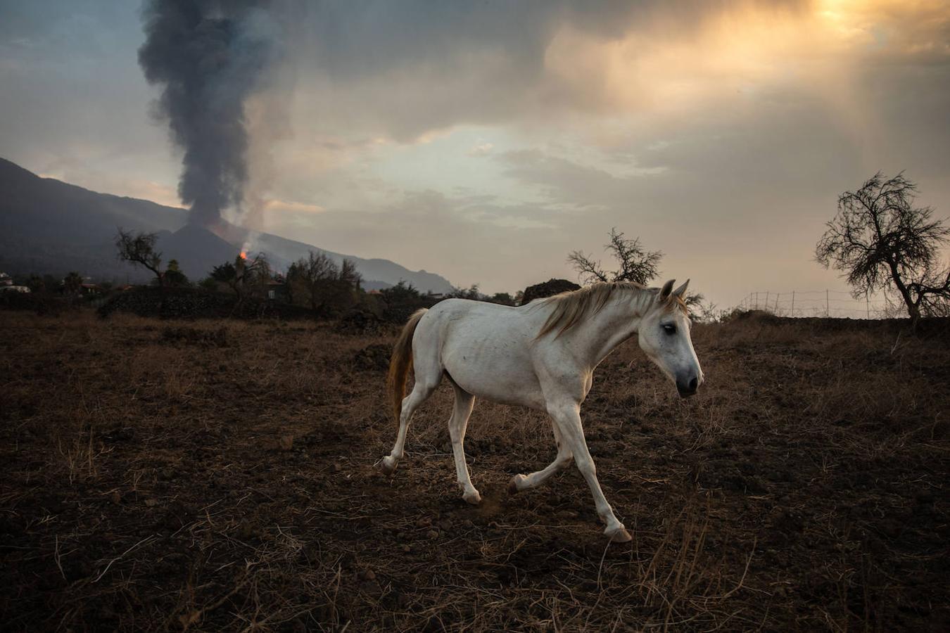 La lava del volcán de Cumbre Vieja en La Palma arrasa con todo a su paso, ya ha destruido un millar de edificaciones y amenaza con otro tanto. La erupción ha cambiado la fisionomía de La Palma, ha ganado al mar 17,2 hectáreas y eleva 3 grados la temperatura del mar. 