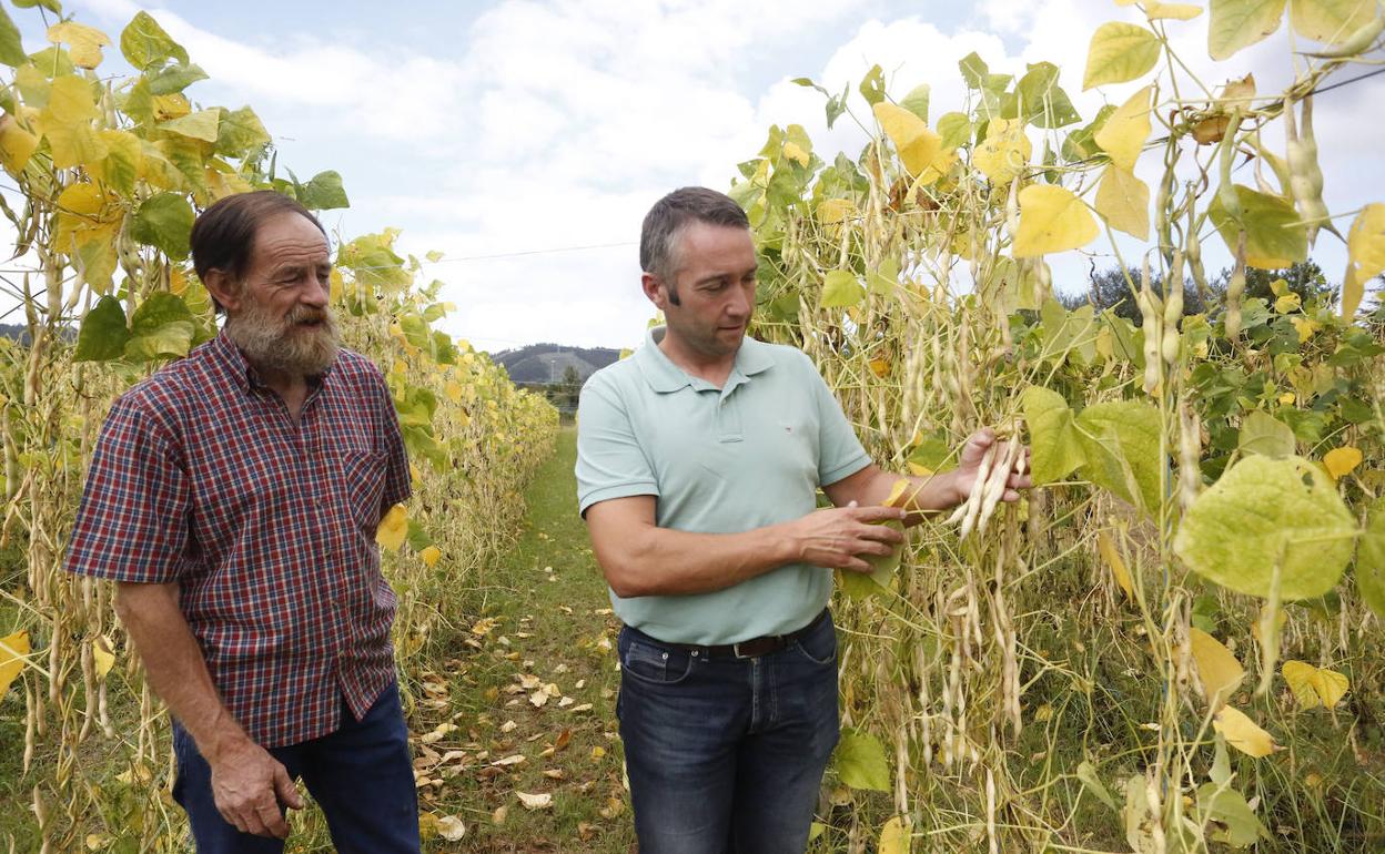 José Antonio Iglesias, vocal de la directiva de la IGP y el presidente, Sergio Suárez, en la plantación del primero 