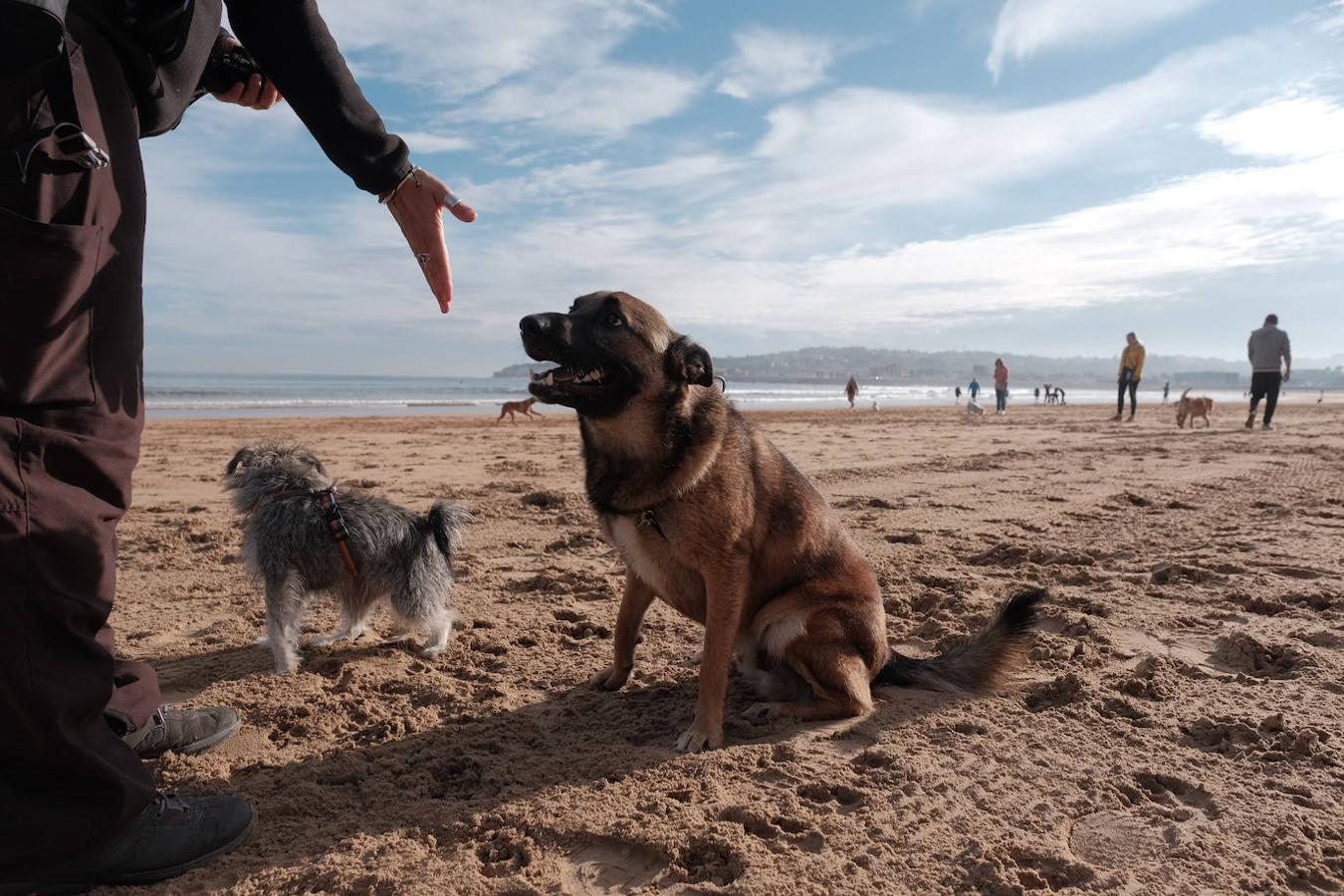 Como todos los años, el primer día de octubre, finalizada la temporada oficial de baños, decenas de perros disfrutaron del reencuentro con la playa de San Lorenzo. El retorno de los chapoteos por la orilla y las carreras detrás de las pelotas por la arena de los animales coincidió además con al tregua del buen tiempo durante las primeras horas. 