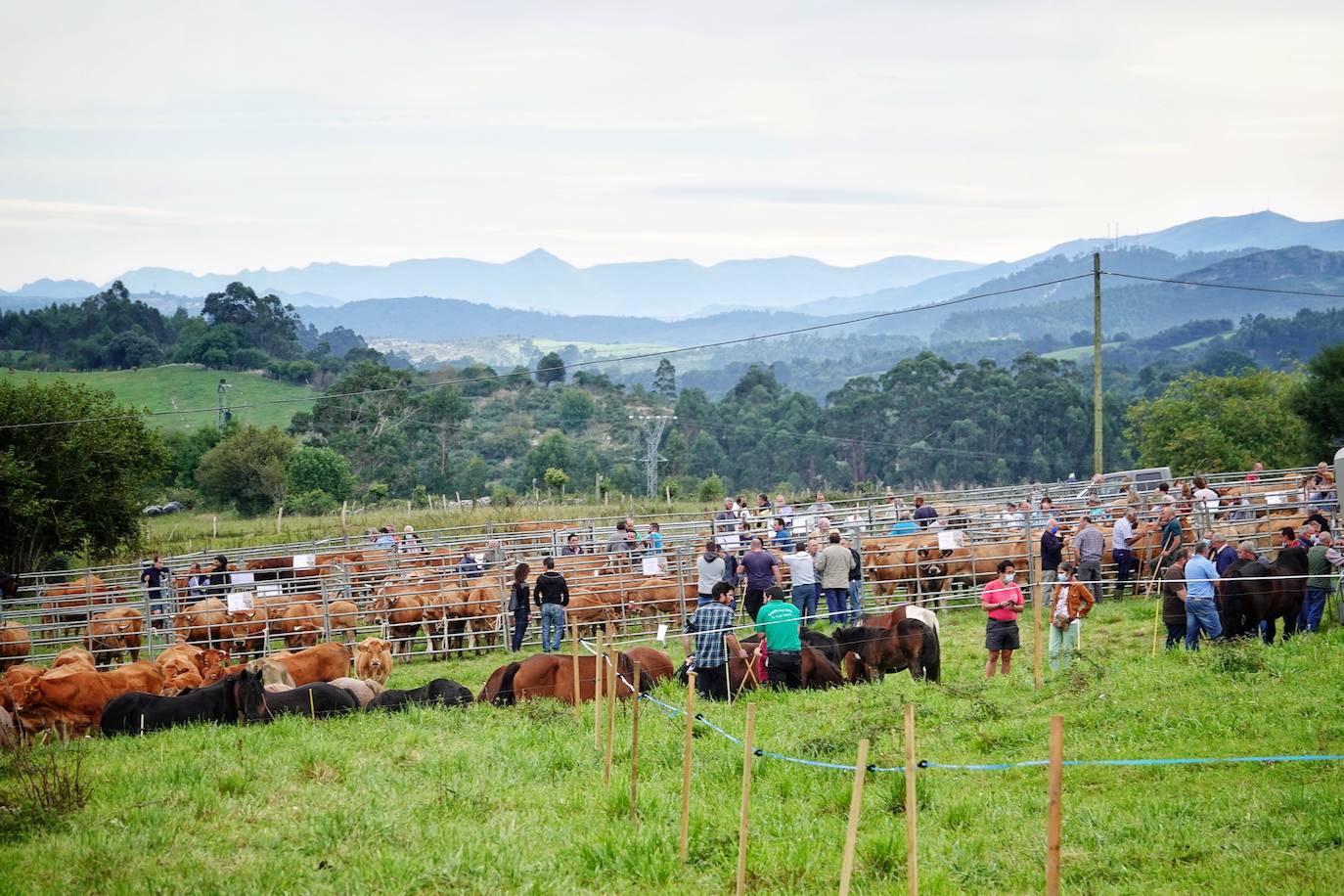 Un año más, el prao de La Ería, en la capital del concejo de Ribadedeva, acoge su Exposición de Ganado, organizada por la Asociación de Ganaderos de Ribadedeva y el Ayuntamiento. Al evento acudieron ejemplares tanto de bovino y equino como de ovino y caprino. Es el séptimo año que Colombres es escenario de este evento.