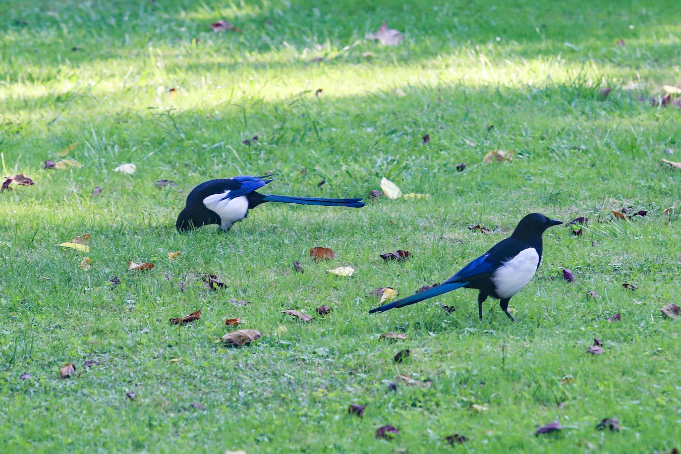 Las mejores instantáneas de este otoño que comienza han sido captadas por los fotógrafos: Mario Rojas, Pablo Lorenzana, Juan Carlos Román, Omar Antuña, Paloma Ucha, Juan Carlos Tuero y Xuan Cueto.