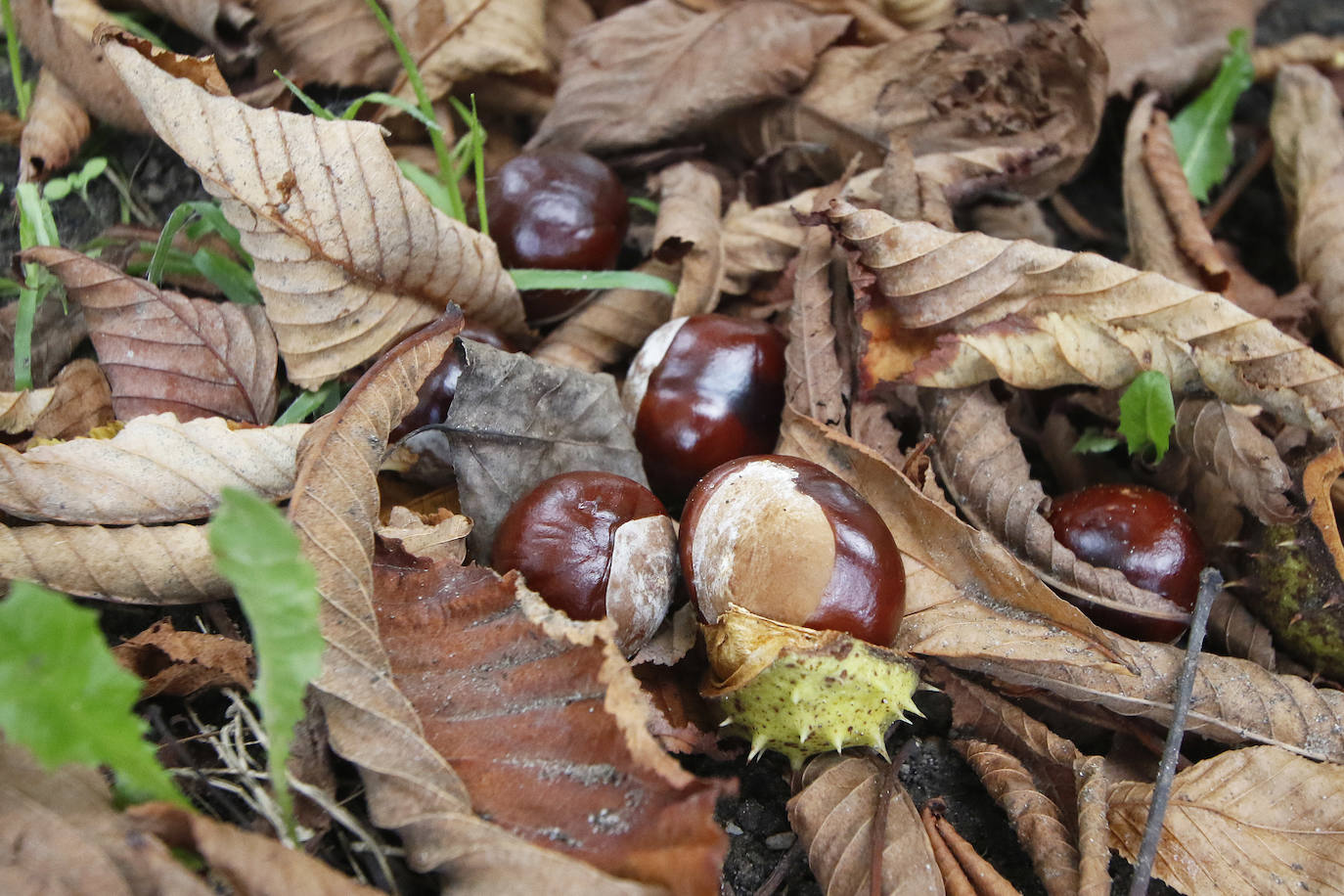Las mejores instantáneas de este otoño que comienza han sido captadas por los fotógrafos: Mario Rojas, Pablo Lorenzana, Juan Carlos Román, Omar Antuña, Paloma Ucha, Juan Carlos Tuero y Xuan Cueto.