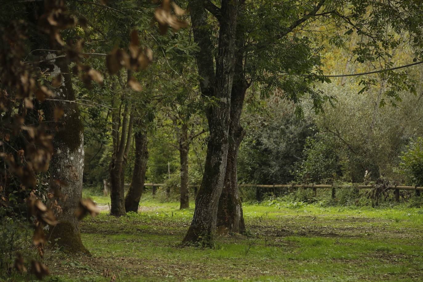 Las mejores instantáneas de este otoño que comienza han sido captadas por los fotógrafos: Mario Rojas, Pablo Lorenzana, Juan Carlos Román, Omar Antuña, Paloma Ucha, Juan Carlos Tuero y Xuan Cueto.