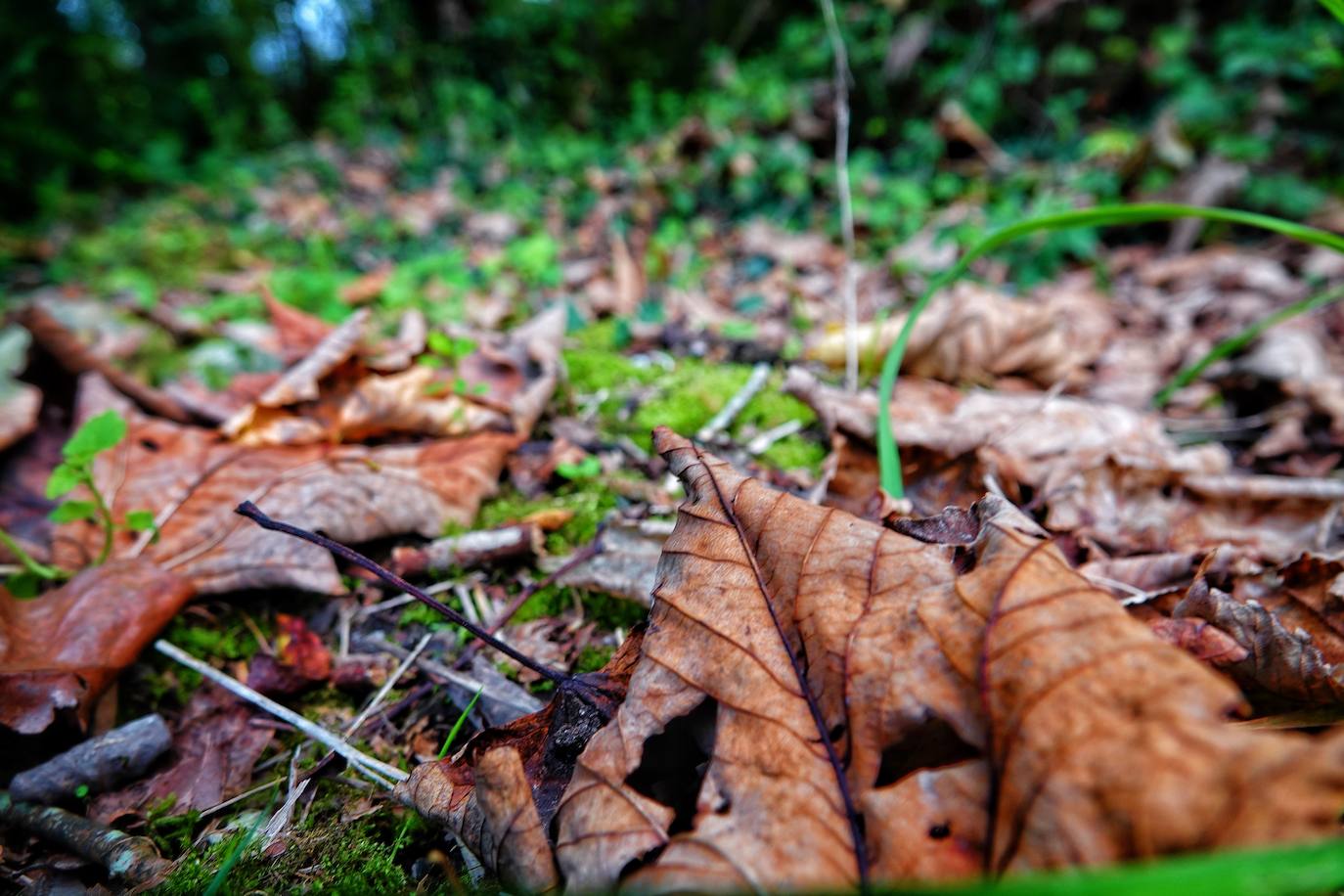 Las mejores instantáneas de este otoño que comienza han sido captadas por los fotógrafos: Mario Rojas, Pablo Lorenzana, Juan Carlos Román, Omar Antuña, Paloma Ucha, Juan Carlos Tuero y Xuan Cueto.