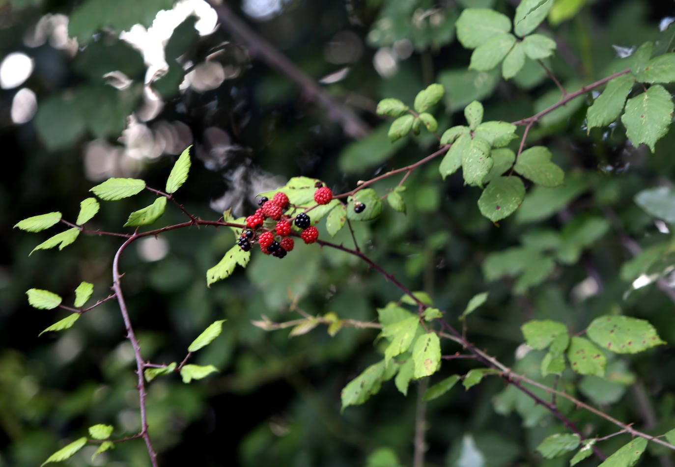 Las mejores instantáneas de este otoño que comienza han sido captadas por los fotógrafos: Mario Rojas, Pablo Lorenzana, Juan Carlos Román, Omar Antuña, Paloma Ucha, Juan Carlos Tuero y Xuan Cueto.