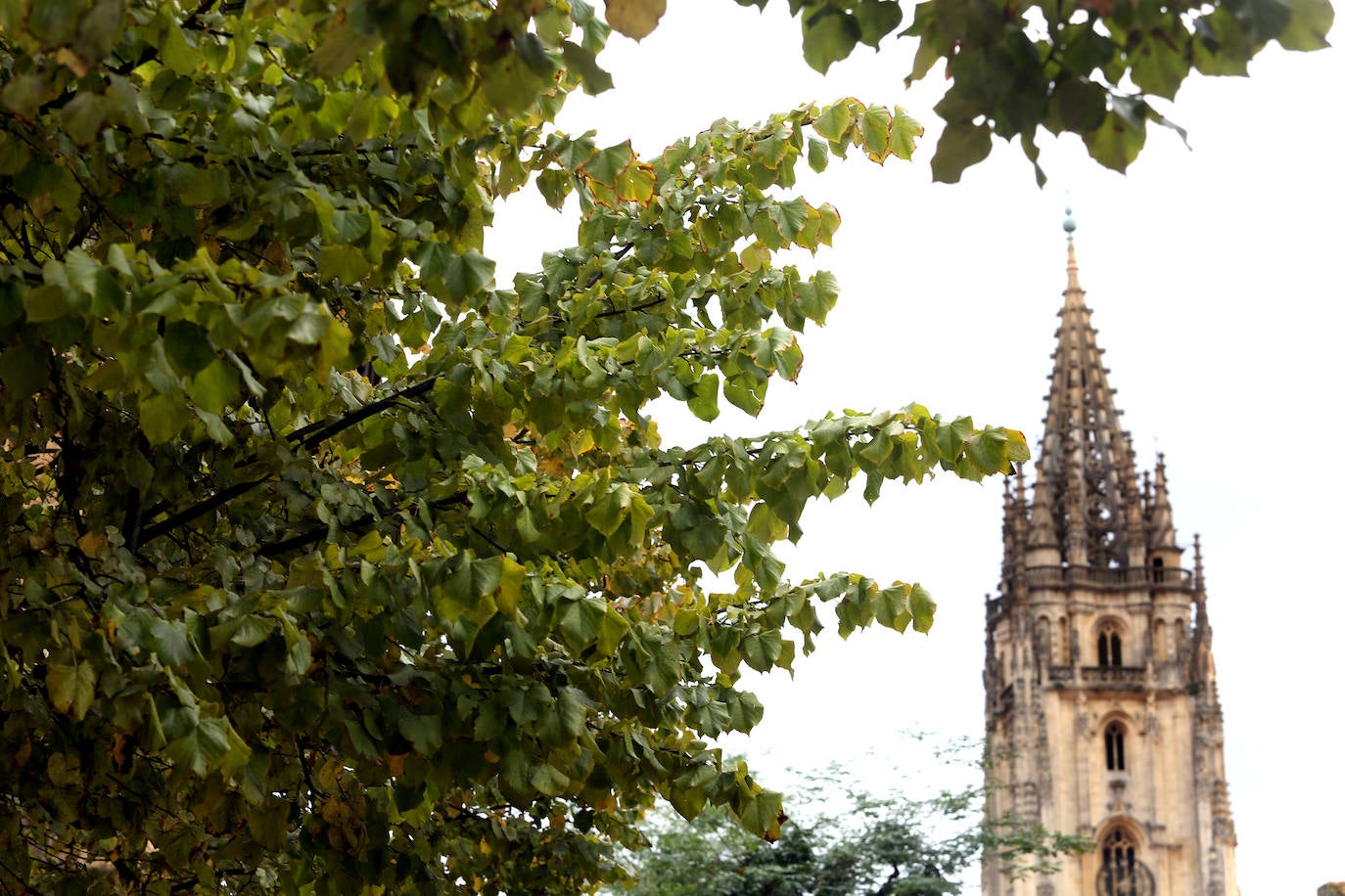 Las mejores instantáneas de este otoño que comienza han sido captadas por los fotógrafos: Mario Rojas, Pablo Lorenzana, Juan Carlos Román, Omar Antuña, Paloma Ucha, Juan Carlos Tuero y Xuan Cueto.
