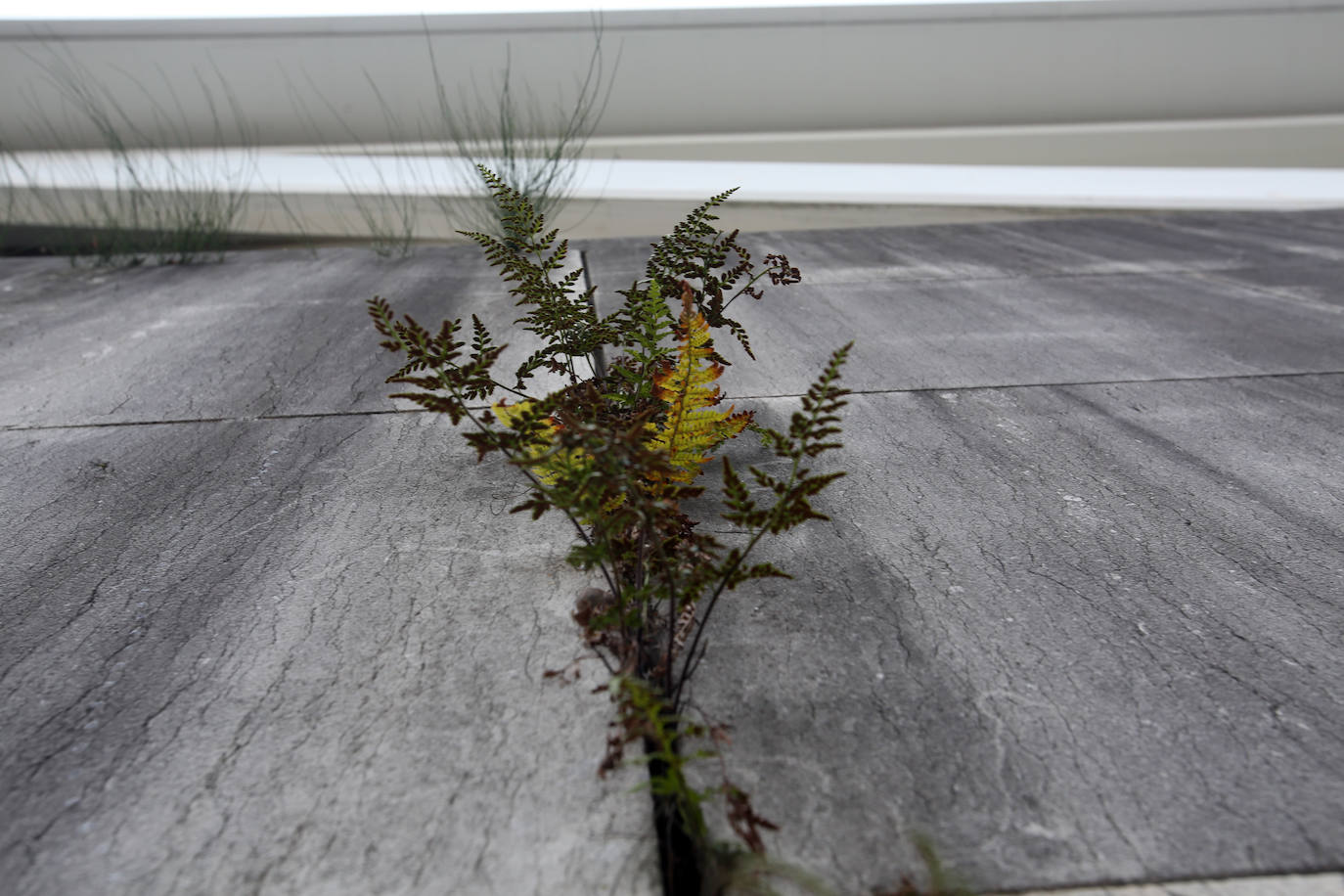 Las mejores instantáneas de este otoño que comienza han sido captadas por los fotógrafos: Mario Rojas, Pablo Lorenzana, Juan Carlos Román, Omar Antuña, Paloma Ucha, Juan Carlos Tuero y Xuan Cueto.