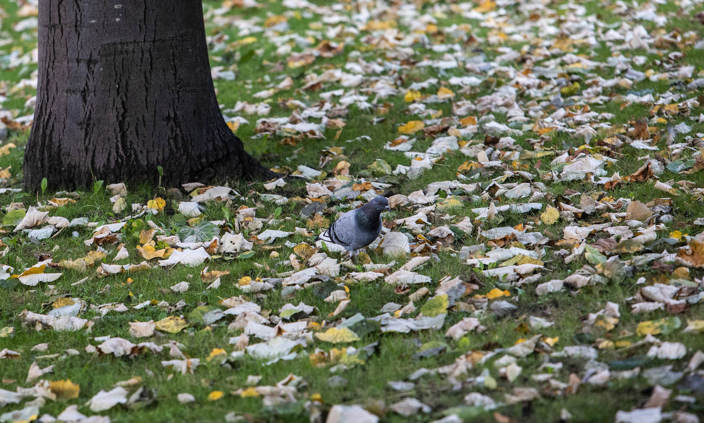 Las mejores instantáneas de este otoño que comienza han sido captadas por los fotógrafos: Mario Rojas, Pablo Lorenzana, Juan Carlos Román, Omar Antuña, Paloma Ucha, Juan Carlos Tuero y Xuan Cueto.
