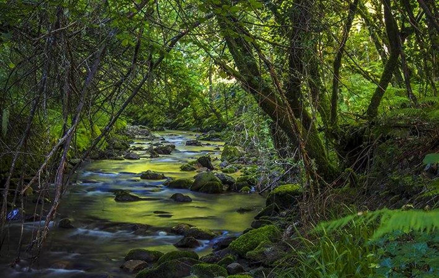 Bosque de Moal: El bosque de Moal se encuentra a las puertas del bosque de Muniellos y es uno de esos lugares en plena naturaleza en los que apetece perderse, sobre todo por la gran belleza de su paisaje repleto de contrastes y vegetación. Un paseo entre hayas, castaños y robles por el que podrás pasar si recorres la ruta que lo atraviesa y que parte desde el pueblo de Moal. Una ruta que además de este bosque absolutamente mágico, también te regalará unas maravillosas vistas panorámicas del puerto del Connio y del bosque de Muniellos (el mayor robledal de Europa).