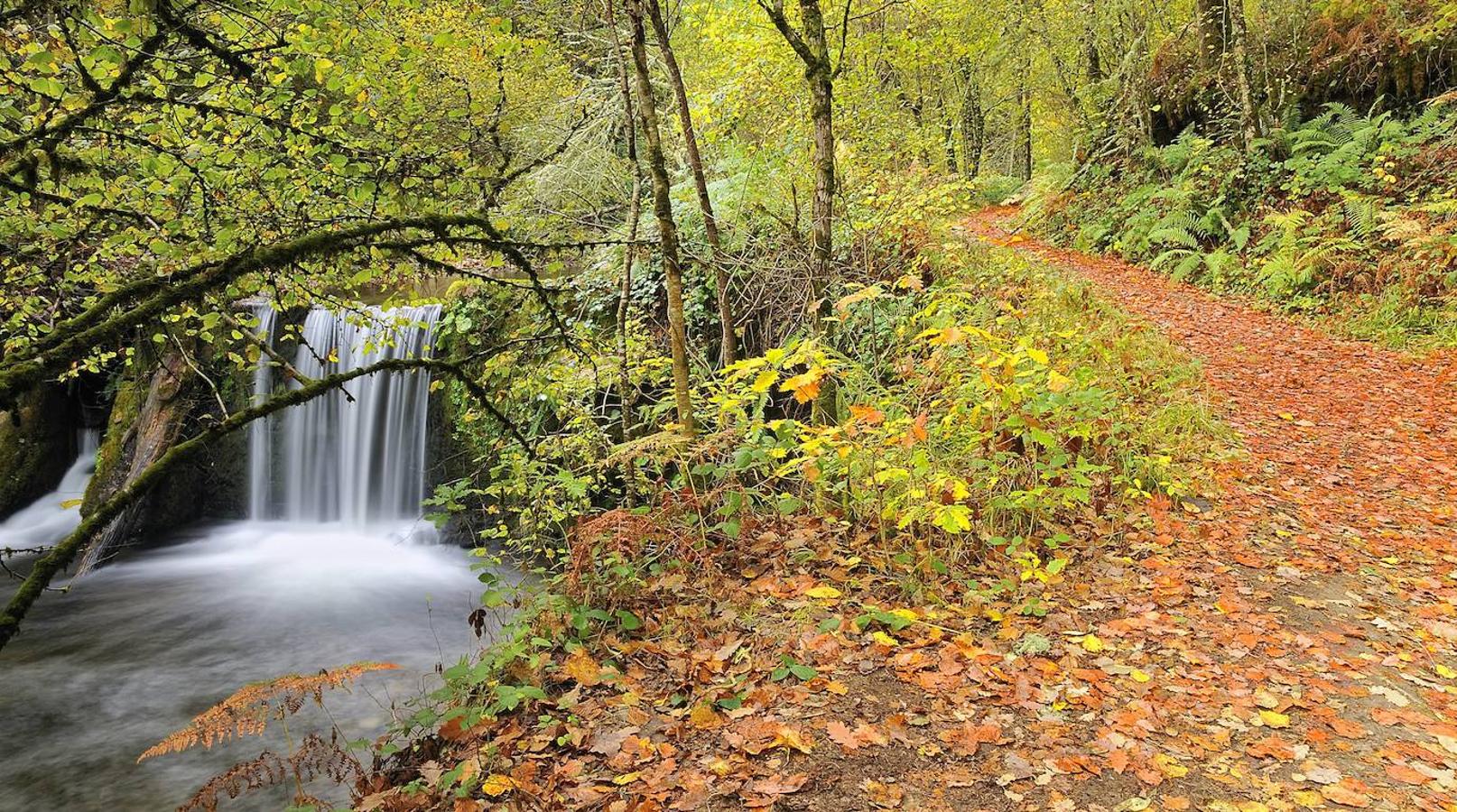 Bosque de Muniellos: Ubicado dentro del parque natural de Las Fuentes del Narcea, Degaña e Ibias. Se trata del mayor robledal de España y uno de los mejor conservados, con una extensión total de 2.695 hectáreas. Además alberga una de las comunidades vegetales y animales más ricas de Europa. En él predomina el roble albar, pero también abundan los tejos, los acebos, las hayas y los abedules, sobre todo en las zonas más altas. En cambio en las más cercanas al río aparecen fresnos, pláganos, sauces, avellanos, gran variedad de musgos y líquenes.