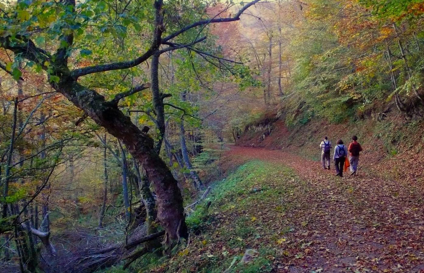 Hayedo de Montegrande: Este bosque se encuentra en plena Cordillera Cantábrica y en el corazón del Parque Natural de Las Ubiñas-La Mesa. Allí se encuentra este paisaje de ensueño conquistado por una gran masa de hayas que representan la tercera superficie forestal de Asturias. También estaremos arropados por Robles, acebos o serbales entre otros. Un bosque fácil de recorrer caminando y con la presencia constante de arroyos y Ríos. En pleno bosque nos encontraremos con la cascada del Xiblu, una caída de agua de 100 metros de altura que en estas épocas de lluvia destaca por su gran belleza.