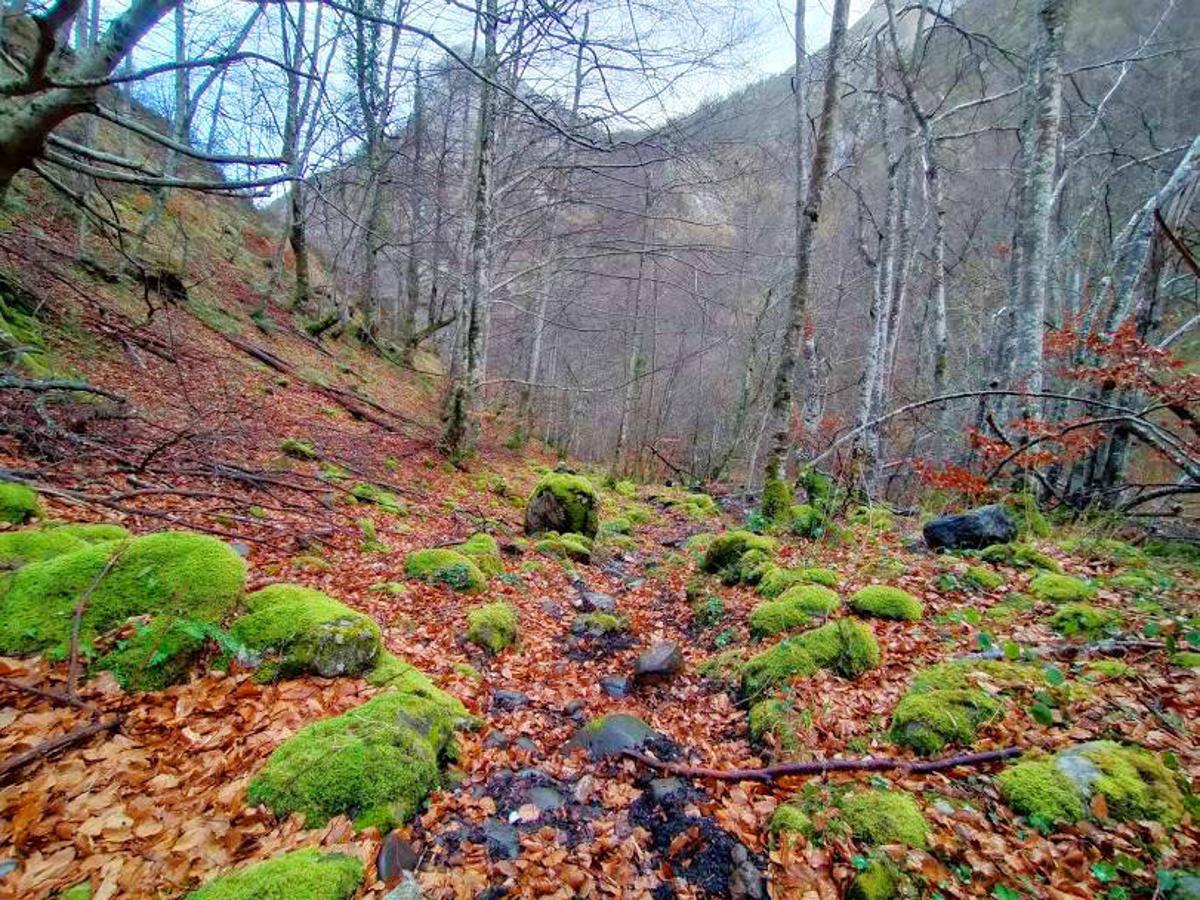 Hayedo de Lindes: Hayedo de Lindes: El hayedo de Lindes es uno de los hayedos más bellos y extensos de Asturias con una superficie total de 45.163 hectáreas, un espacio protegido que fue declarado por la Ley de 5/2006 de 30 de mayo , también declarado Reserva de la Biosfera por la Unesco y que ocupa los concejos pertenecientes a Lena, Quirós y Teverga de este a oeste.