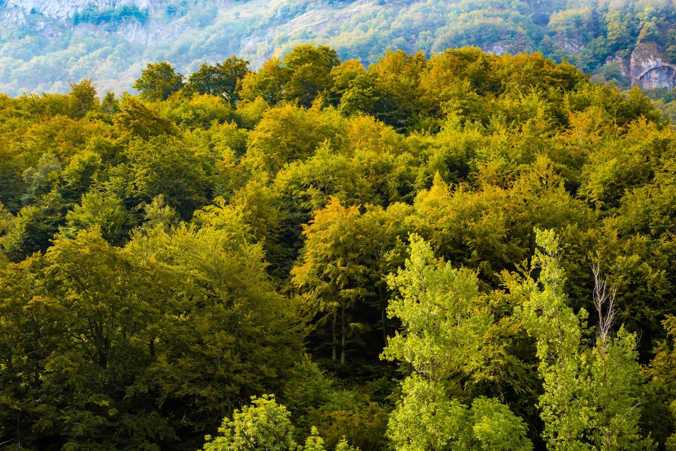 Hayedos de Somiedo: Ubicado en Somiedo, el espacio natural más importante de Asturias, declarado parque natural en 1988 y considerado reserva de la biosfera en el 2000. Y todo esto no es solo por la gran belleza de su paisaje conocida a nivel nacional, sino también porque es uno de los santuarios del oso pardo, además de otras especies y de una gran cantidad de flora. Aunque se encuentra formado por varios valles, todos ellos tienen un elemento común: sus frondosos y coloridos hayedos, sobre todo en Otoño. Todo un espectáculo para la vista en estas fechas, que contrasta a la perfección con las formaciones montañosas que los acompañan.