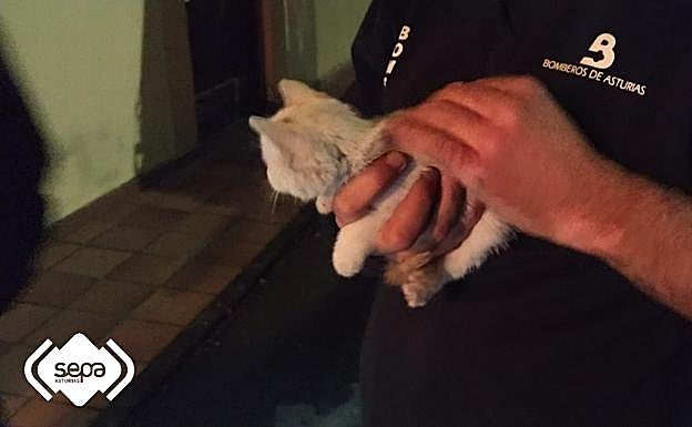 El pequeño felino salió ileso del turismo.